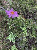 Image of Dahlia tubulata P. D. Sorensen