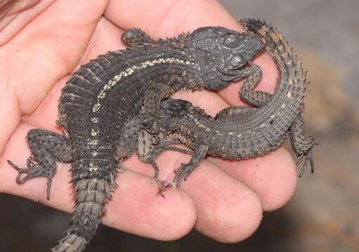 Image of Oelofsen’s Girdled Lizard