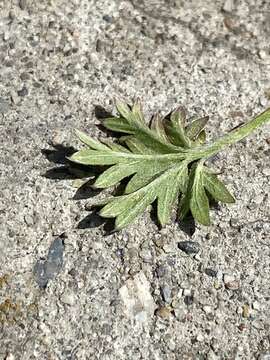 Image of Potentilla angarensis Popov