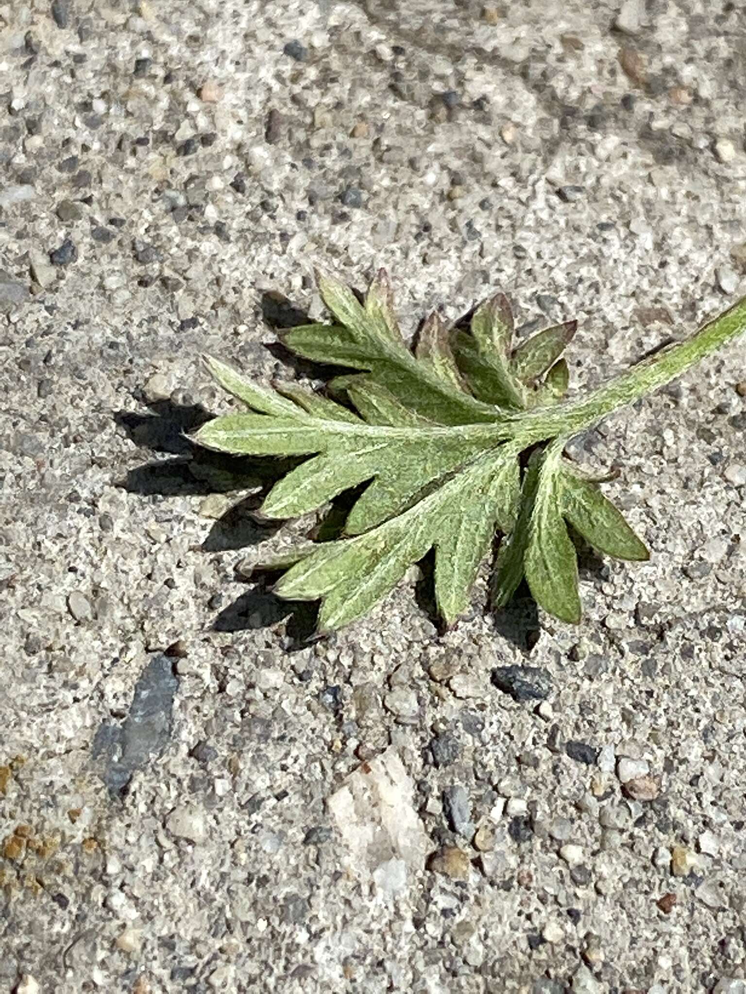 Image de Potentilla angarensis Popov