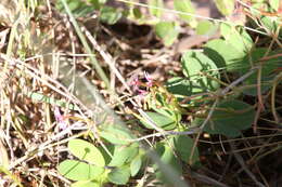 Image of Stylidium cordifolium W. V. Fitzg.