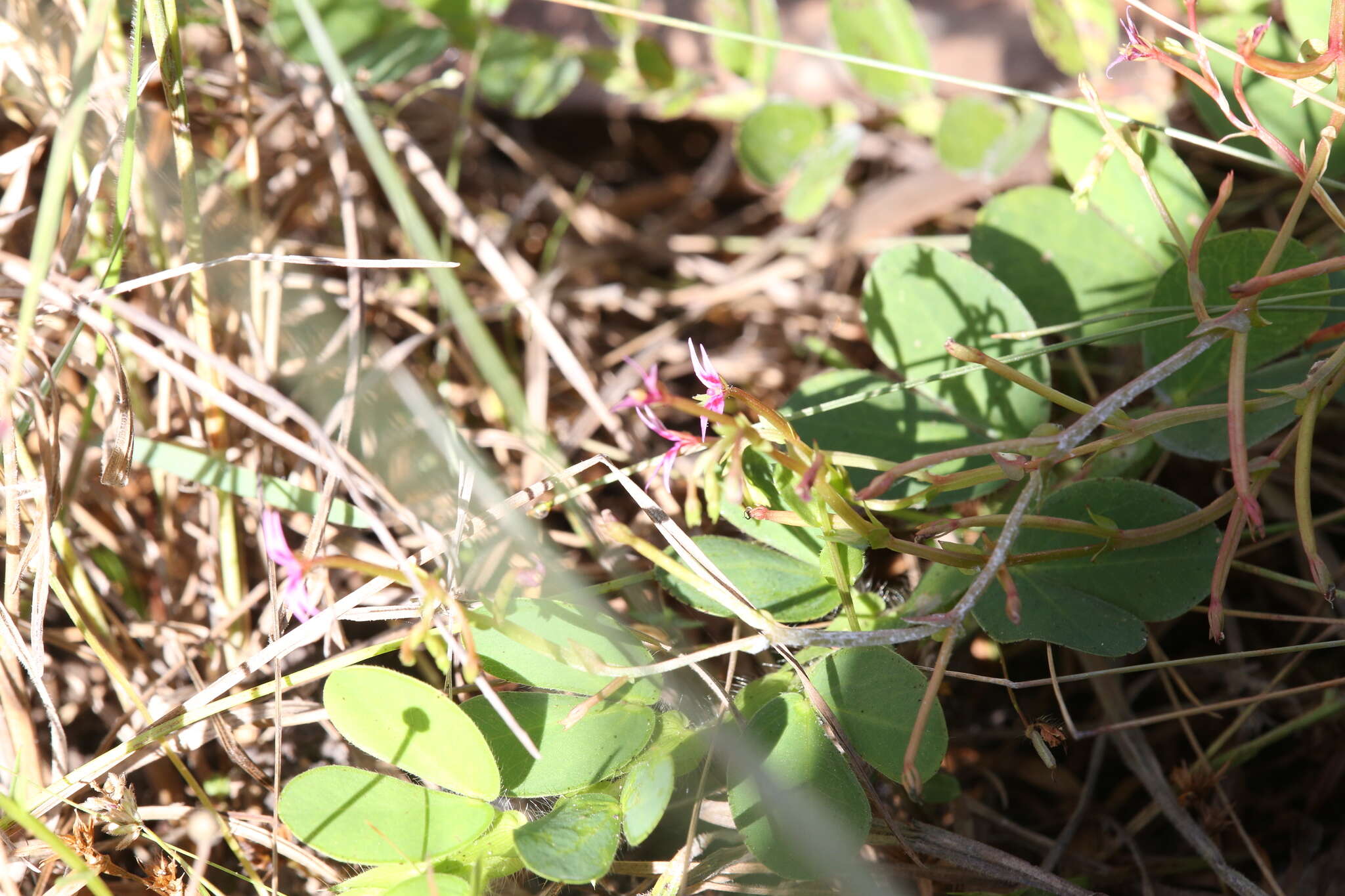 Sivun Stylidium cordifolium W. V. Fitzg. kuva