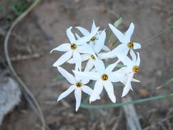 Image of Narcissus elegans (Haw.) Spach