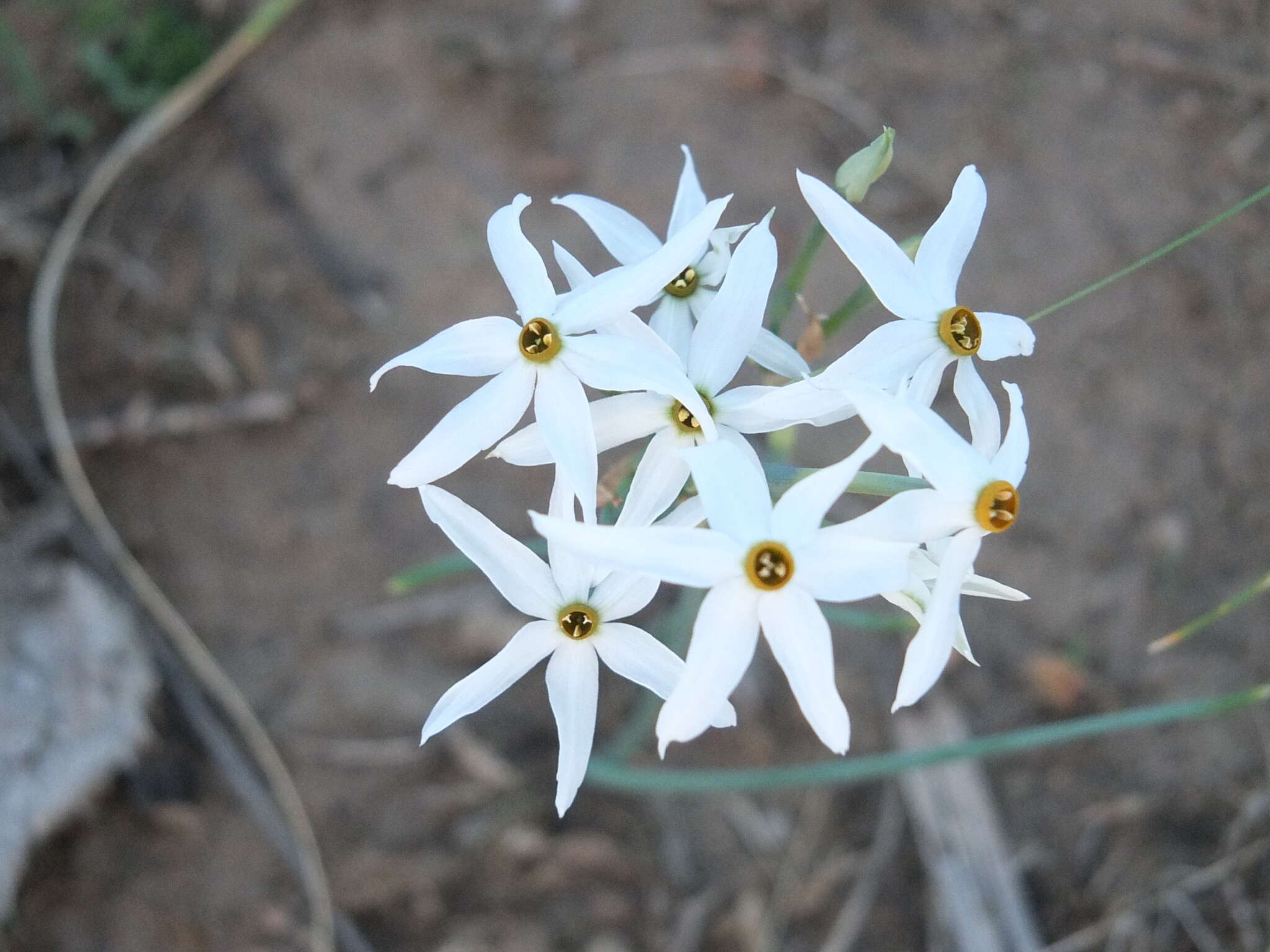 Narcissus elegans (Haw.) Spach resmi