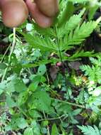 Image of Doryopteris concolor (Langsd. & Fisch.) Kuhn