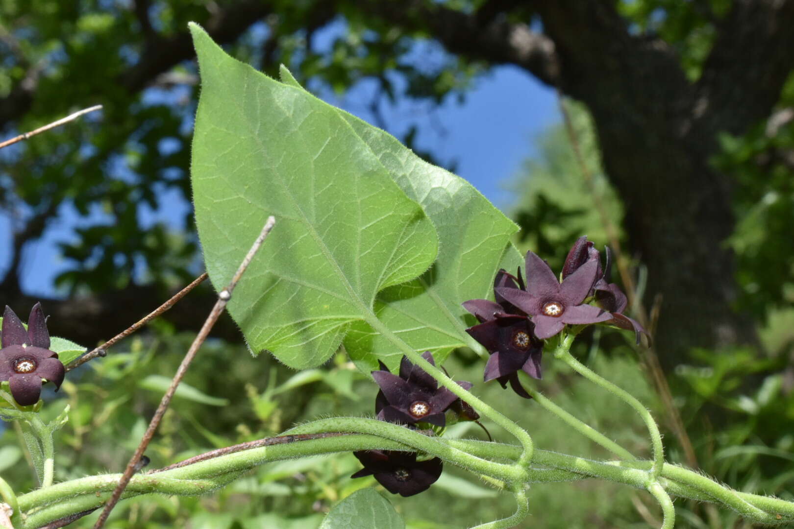 Sivun Matelea tristiflora (Standl.) R. E. Woodson kuva