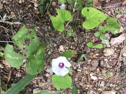 Image of Red-Center Morning-Glory