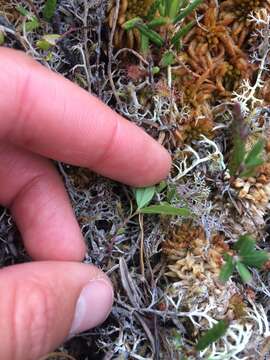 صورة Lysimachia europaea var. arctica (Fisch. ex Hook.)