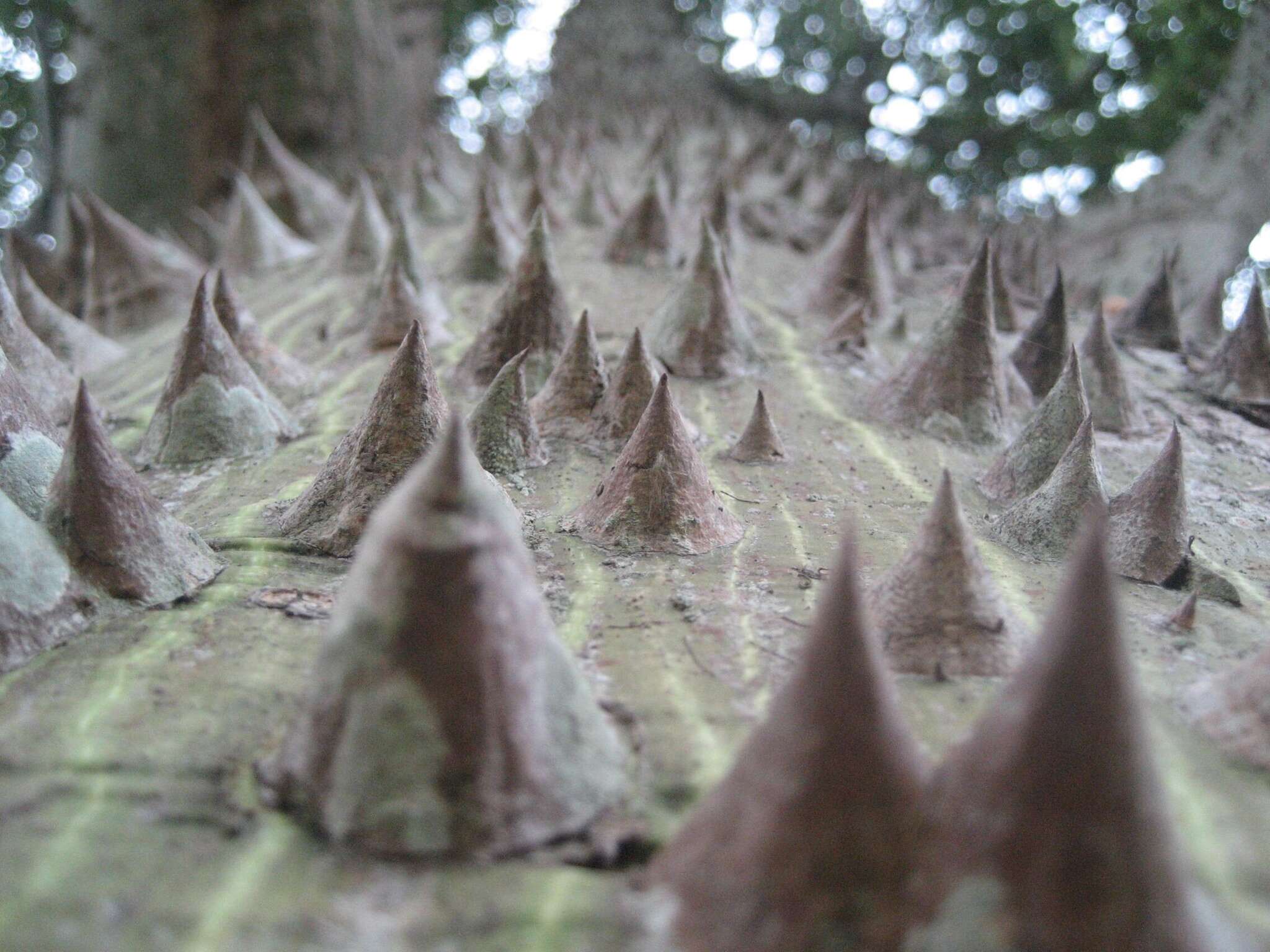 Image of Ceiba chodatii (Hassl.) P. Ravenna