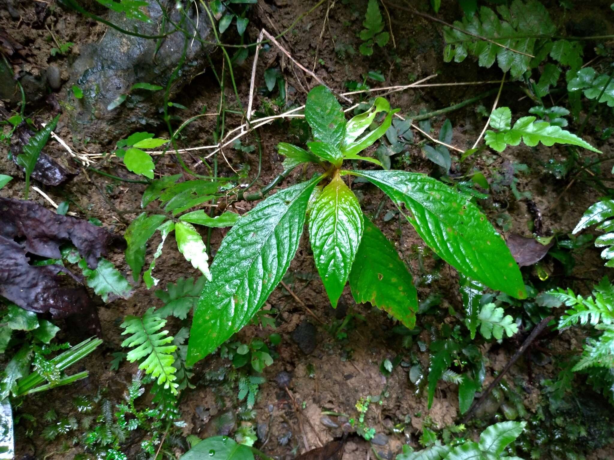 Image of Rhynchotechum discolor (Maxim.) B. L. Burtt