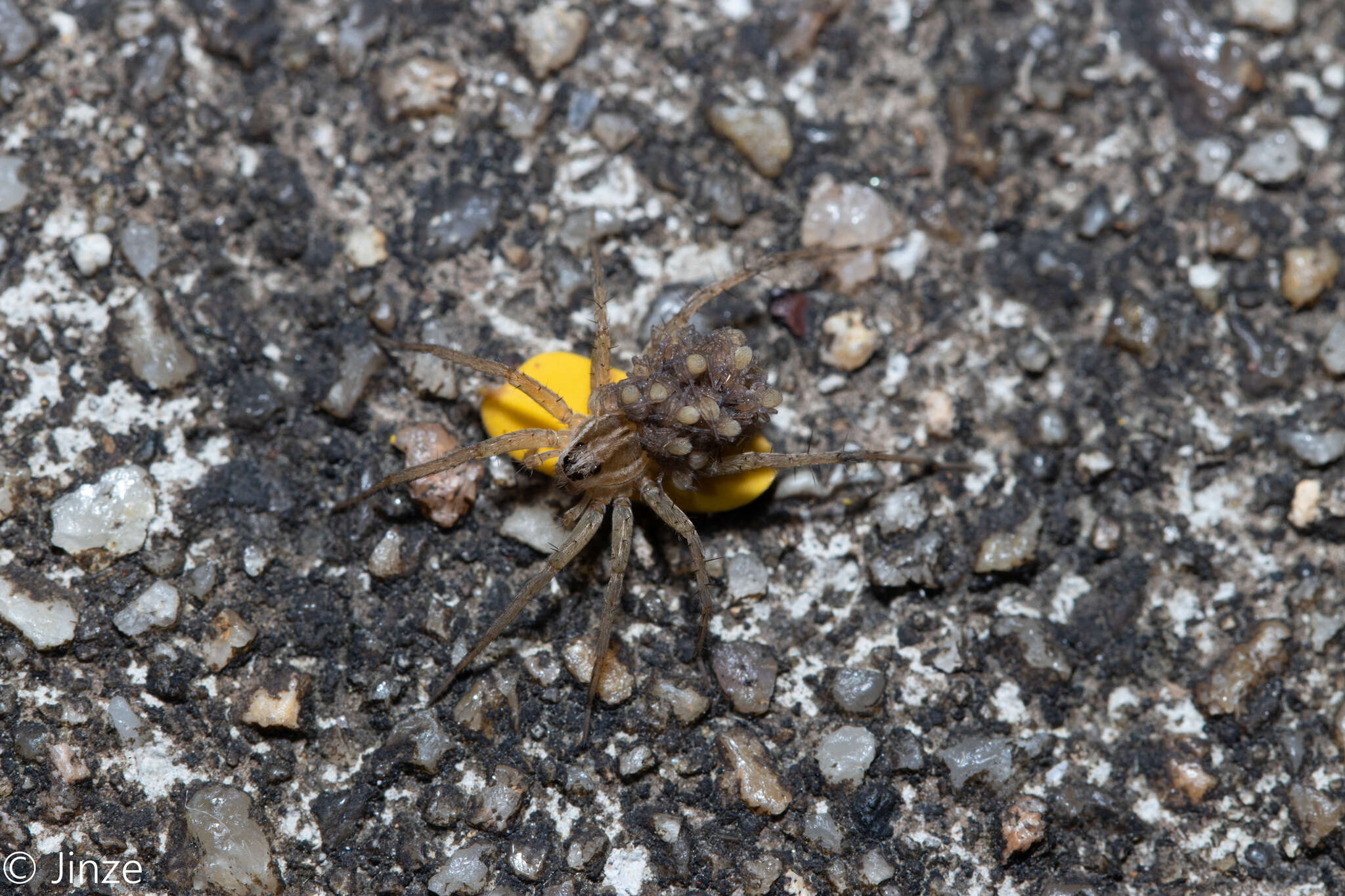 Image of Pardosa pseudoannulata (Bösenberg & Strand 1906)