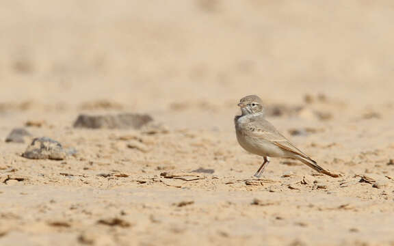 Image of Bar-tailed Desert Lark