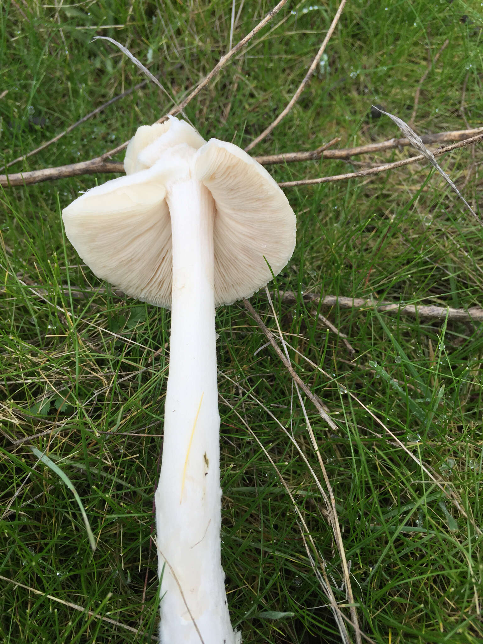 Plancia ëd Leucoagaricus leucothites (Vittad.) Wasser