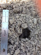 Image of Texas Pocket Gopher