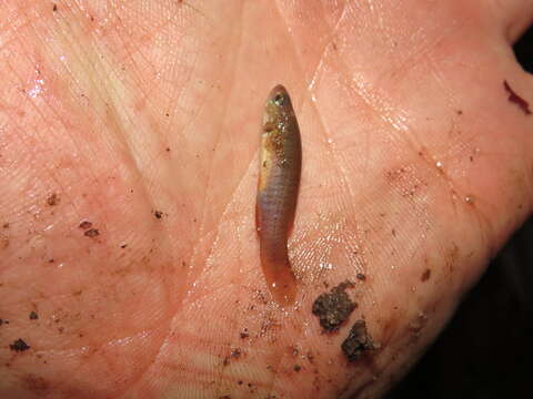 Image of Banded Topminnow