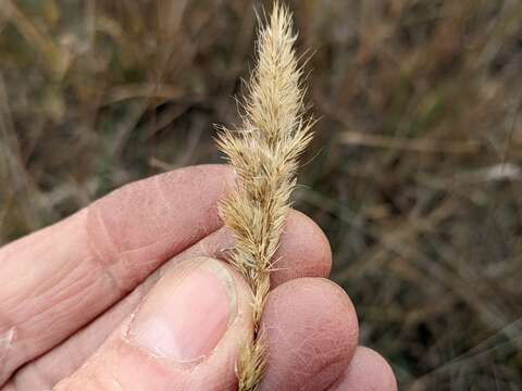 Plancia ëd Muhlenbergia andina (Nutt.) Hitchc.