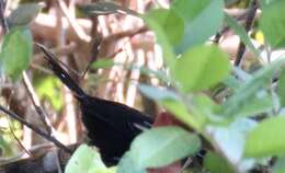 Image of Mato Grosso Antbird