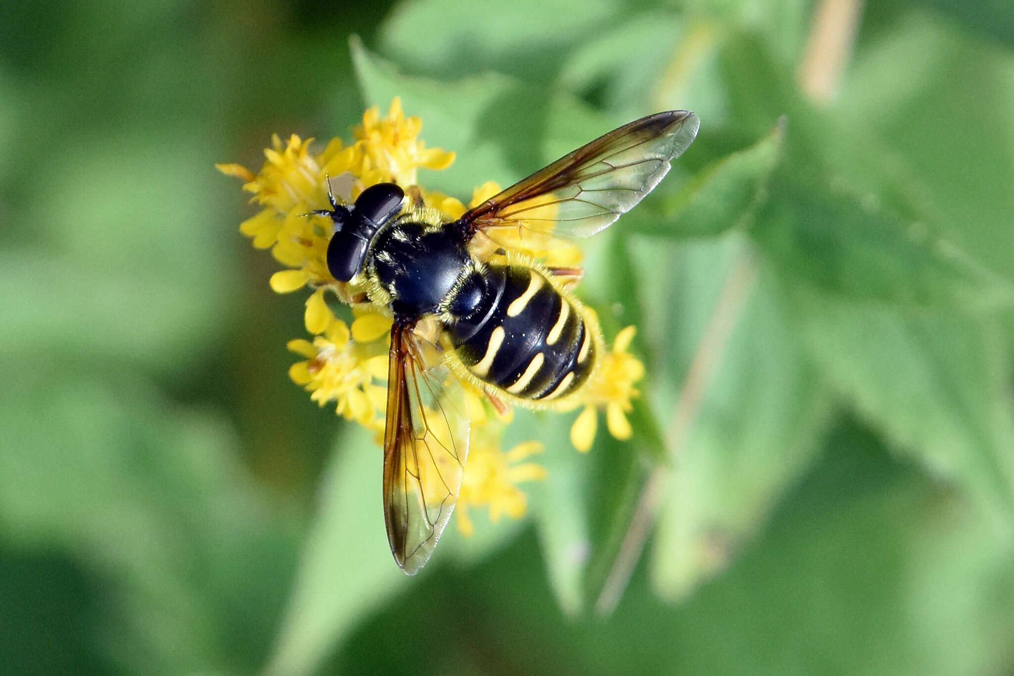 Image of Sericomyia chrysotoxoides Macquart 1842