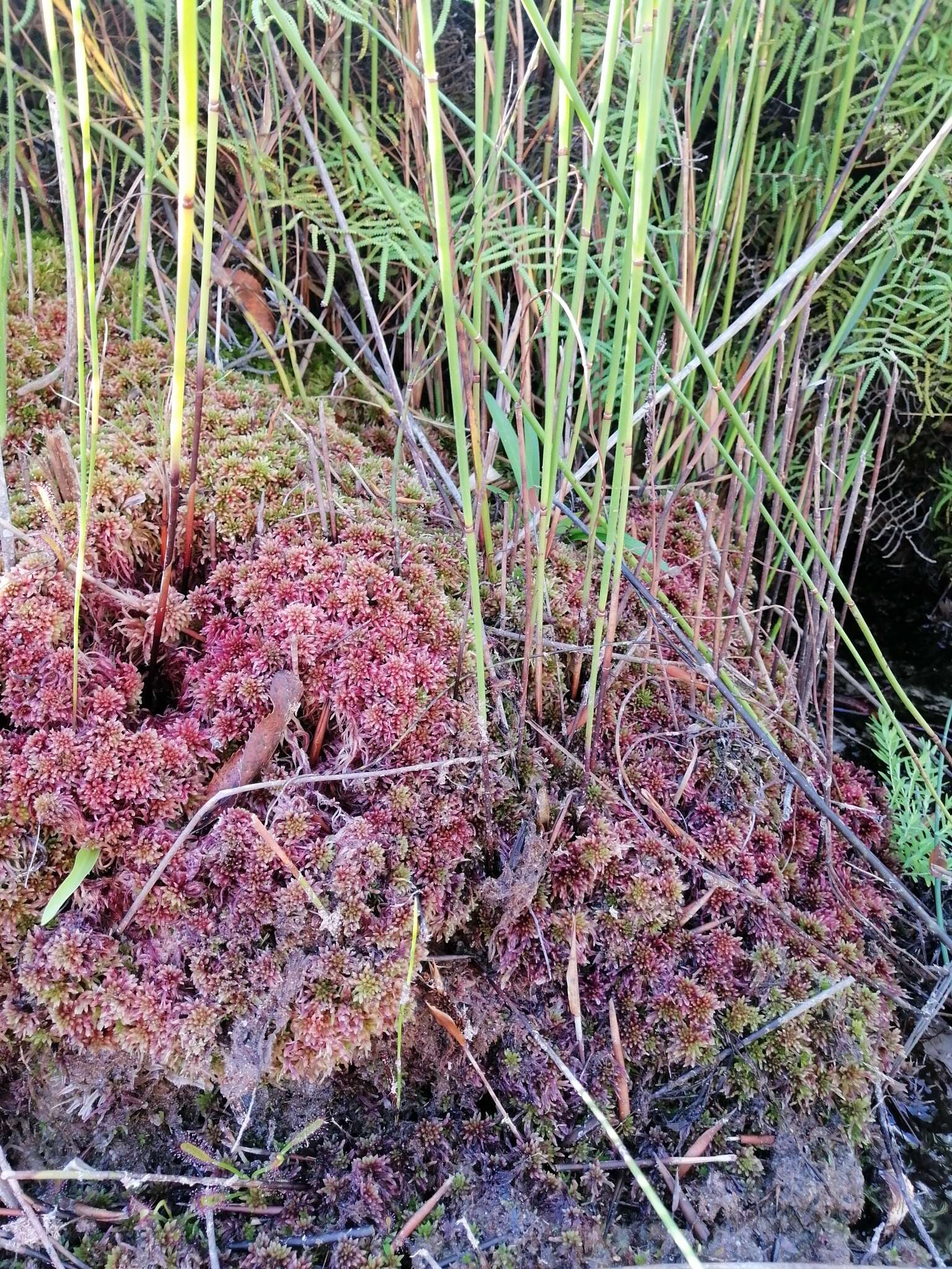 Sphagnum violascens C. Müller 1887的圖片