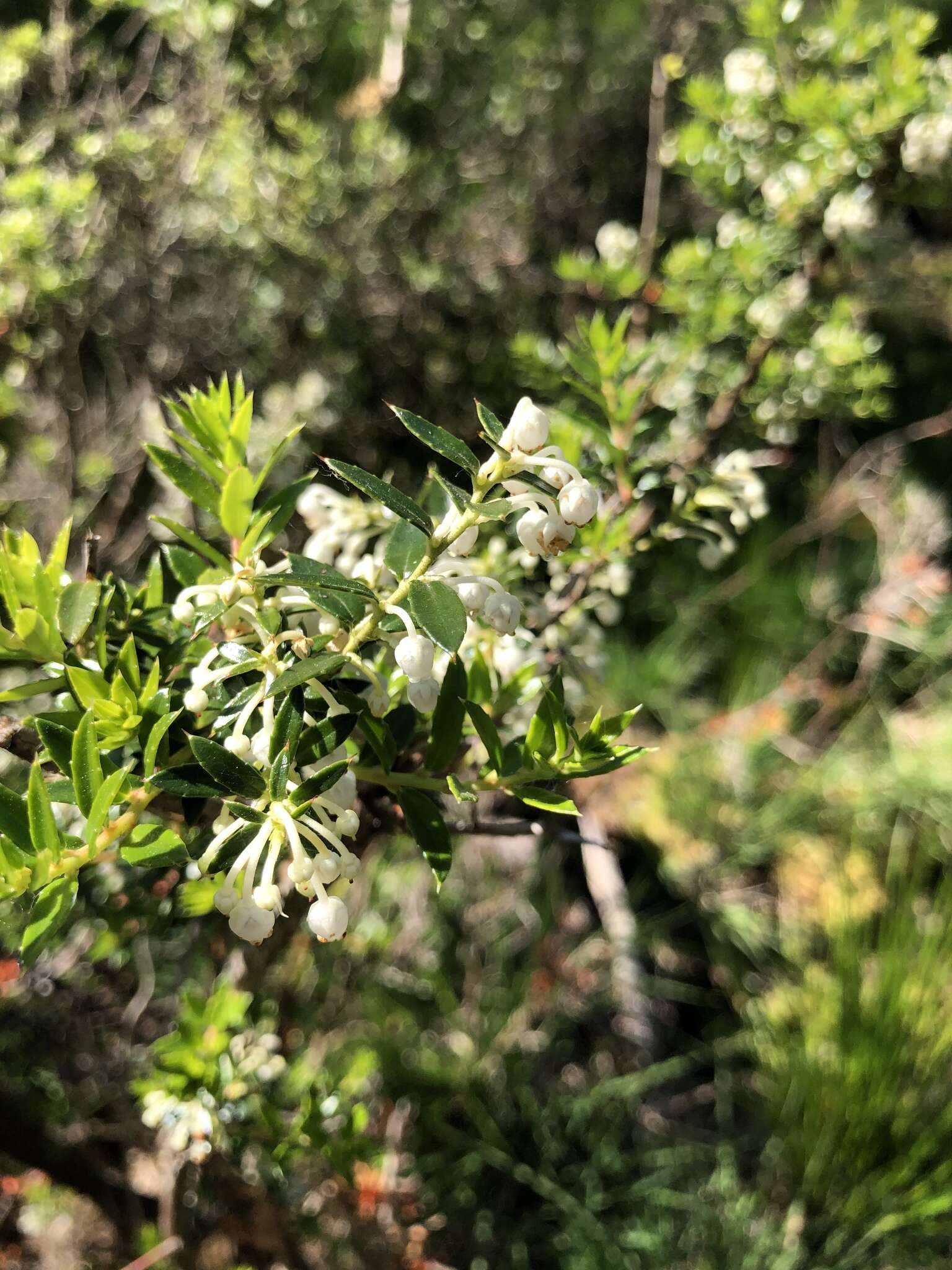 Image of Gaultheria mucronata (L. fil.) E. J. Remy