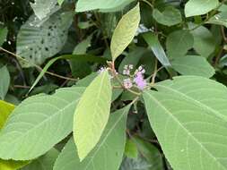 Sivun Callicarpa longifolia Lam. kuva