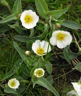 صورة Ranunculus amplexicaulis L.