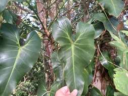 Image of heartleaf philodendron