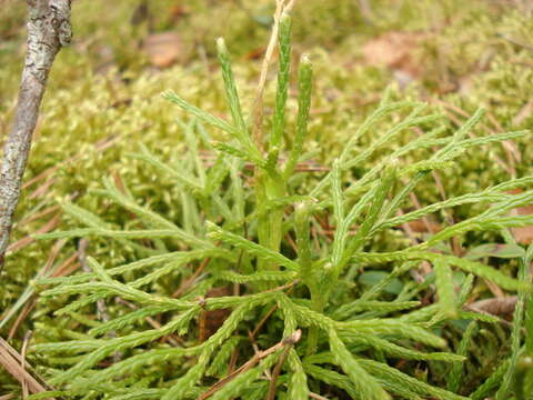 Imagem de Diphasiastrum zeilleri (Rouy) J. Holub