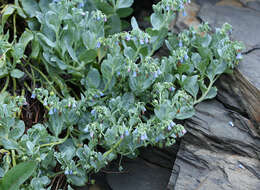 Image de Mertensia maritima subsp. maritima