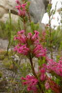 صورة Erica daphniflora Salisb.