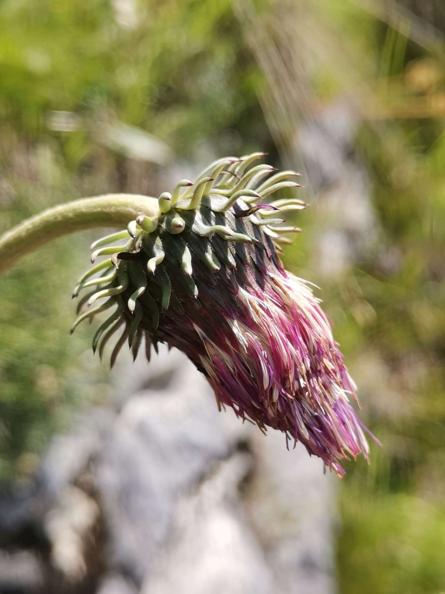 Plancia ëd Carduus defloratus subsp. crassifolius