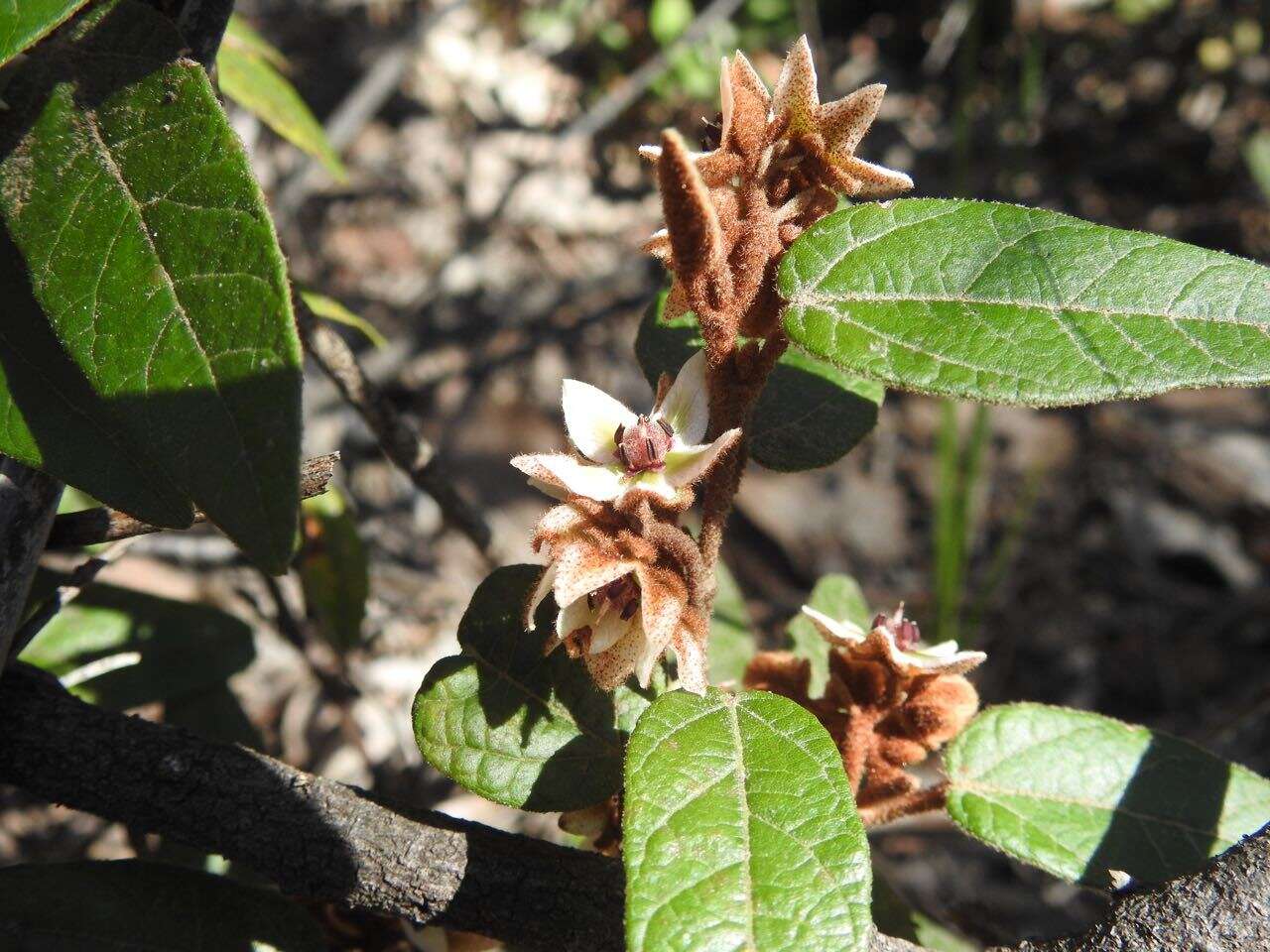 Imagem de Lasiopetalum macrophyllum R. Grah.