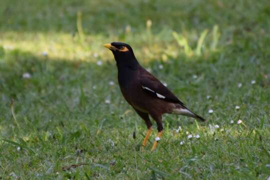 Image of Acridotheres tristis tristis (Linnaeus 1766)