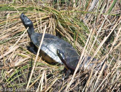 Image of yellow-bellied slider