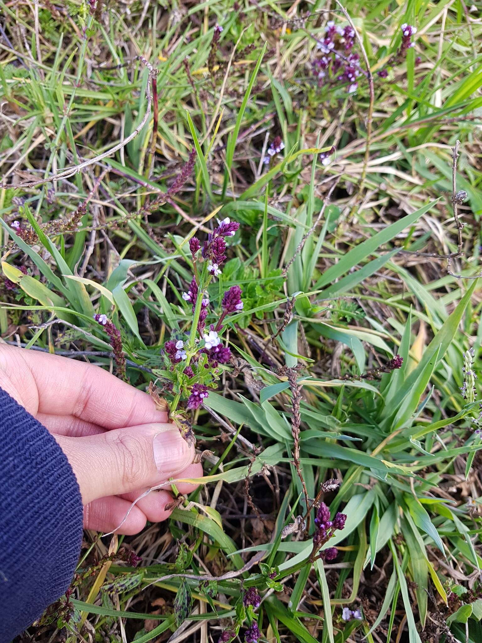 Image of <i>Verbena <i>litoralis</i></i> var. litoralis