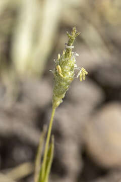 Слика од Neostapfia colusana (Burtt Davy) Burtt Davy