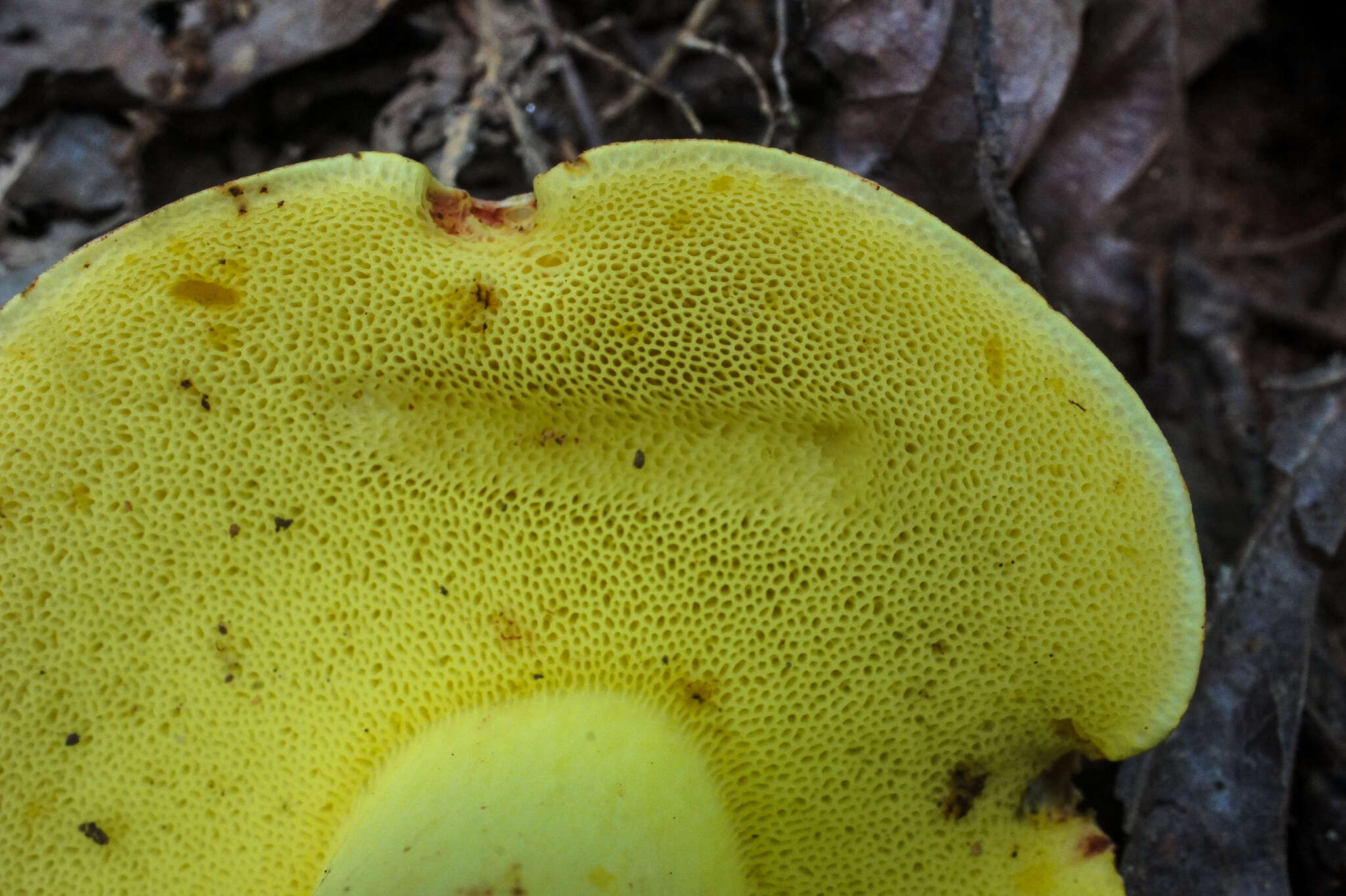 Image of Boletus roodyi B. Ortiz, D. P. Lewis & Both 2009