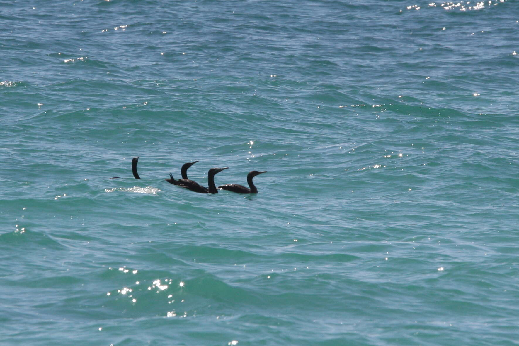 Image of Socotra Cormorant