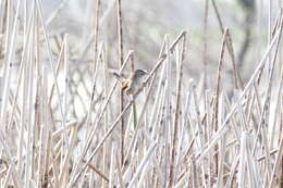 Image of Marsh Wren