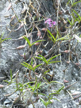 Image of Epidendrum blepharistes Barker ex Lindl.