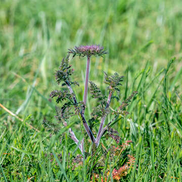 Image of Daucus carota subsp. gummifer (Syme) Hook. fil.