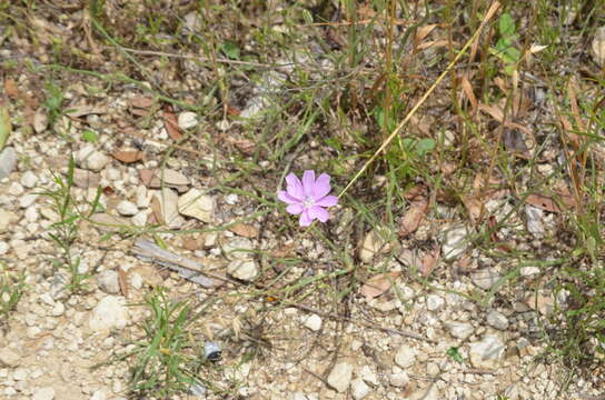 Image of Texas skeletonplant