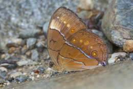 Image of Stichophthalma howqua Westwood 1851