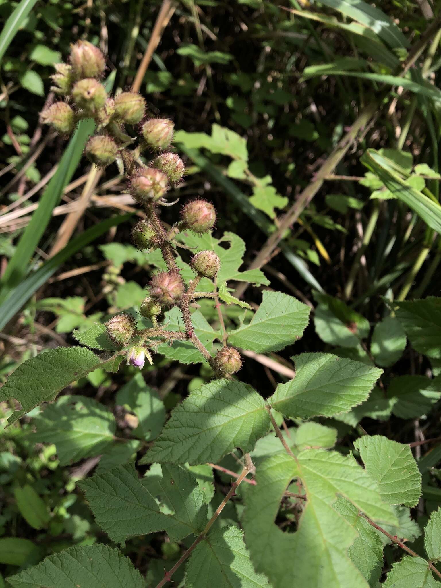 Plancia ëd Rubus parviaraliifolius Hayata