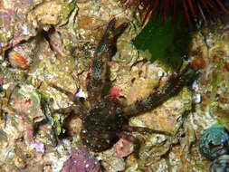 Image of Leach's squat lobster