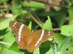 Image of Banded Peacock