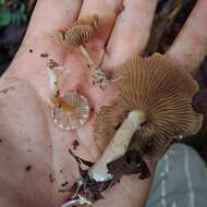 Imagem de <i>Stropharia acanthostipitata</i>