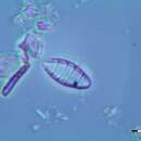 Plancia ëd <i>Odontidium mesodon</i> W. Sm.