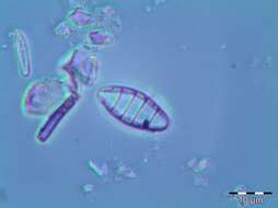 Sivun <i>Odontidium mesodon</i> W. Sm. kuva