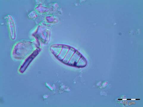 <i>Odontidium mesodon</i> W. Sm.的圖片